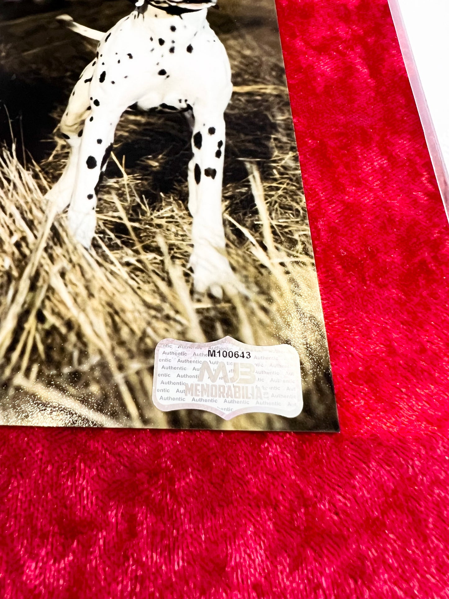 Ann Blyth Signed Autograph Photograph 1940 walking Dalmatians with COA
